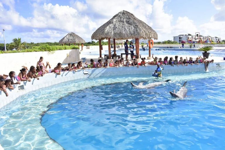 Dolphins in Jamaica